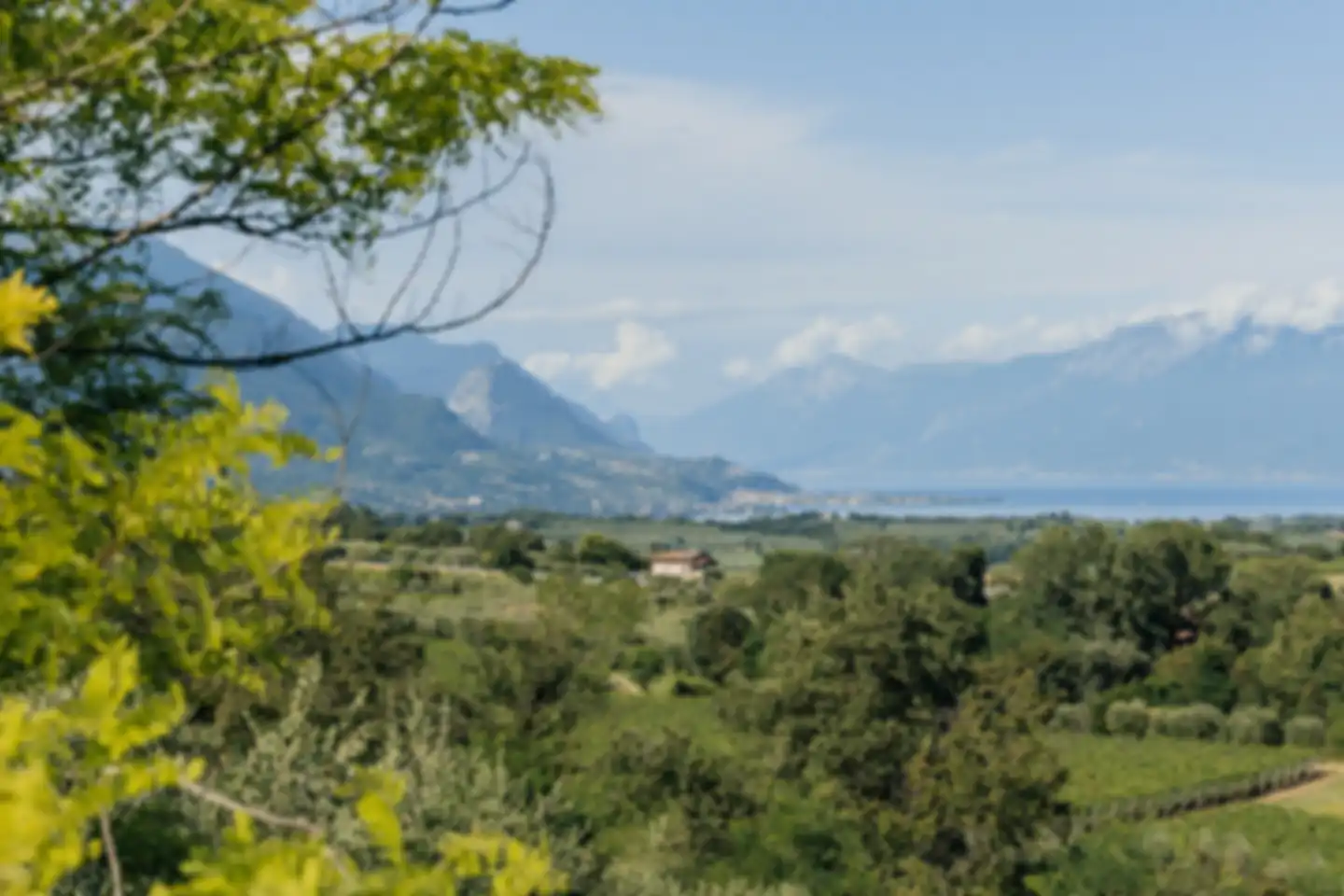 img_vitignoValtenesi_2